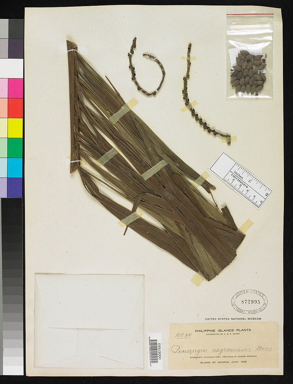 Pinanga negrosensis