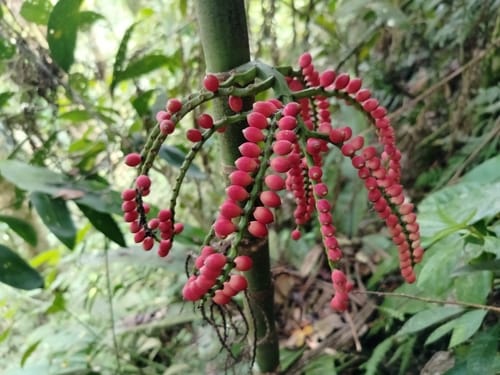 Pinanga philippinensis (Bungang-dakigan) — photo