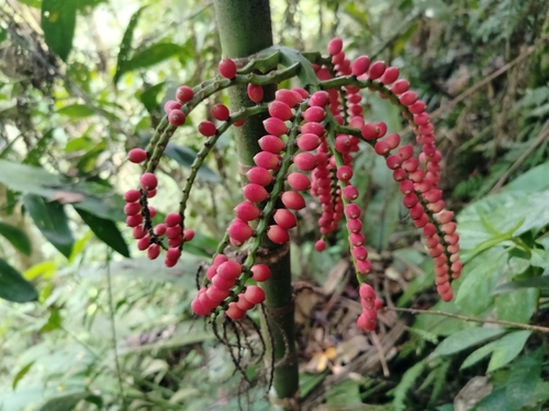 Pinanga philippinensis