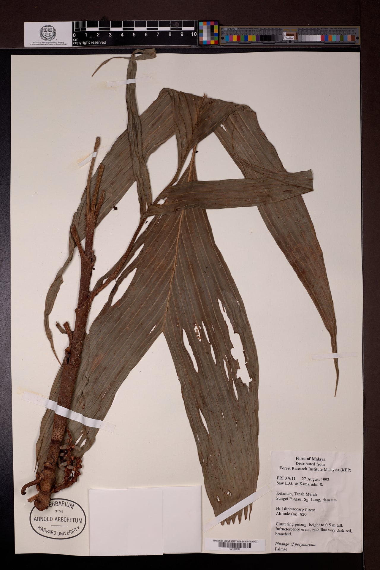 Pinanga polymorpha