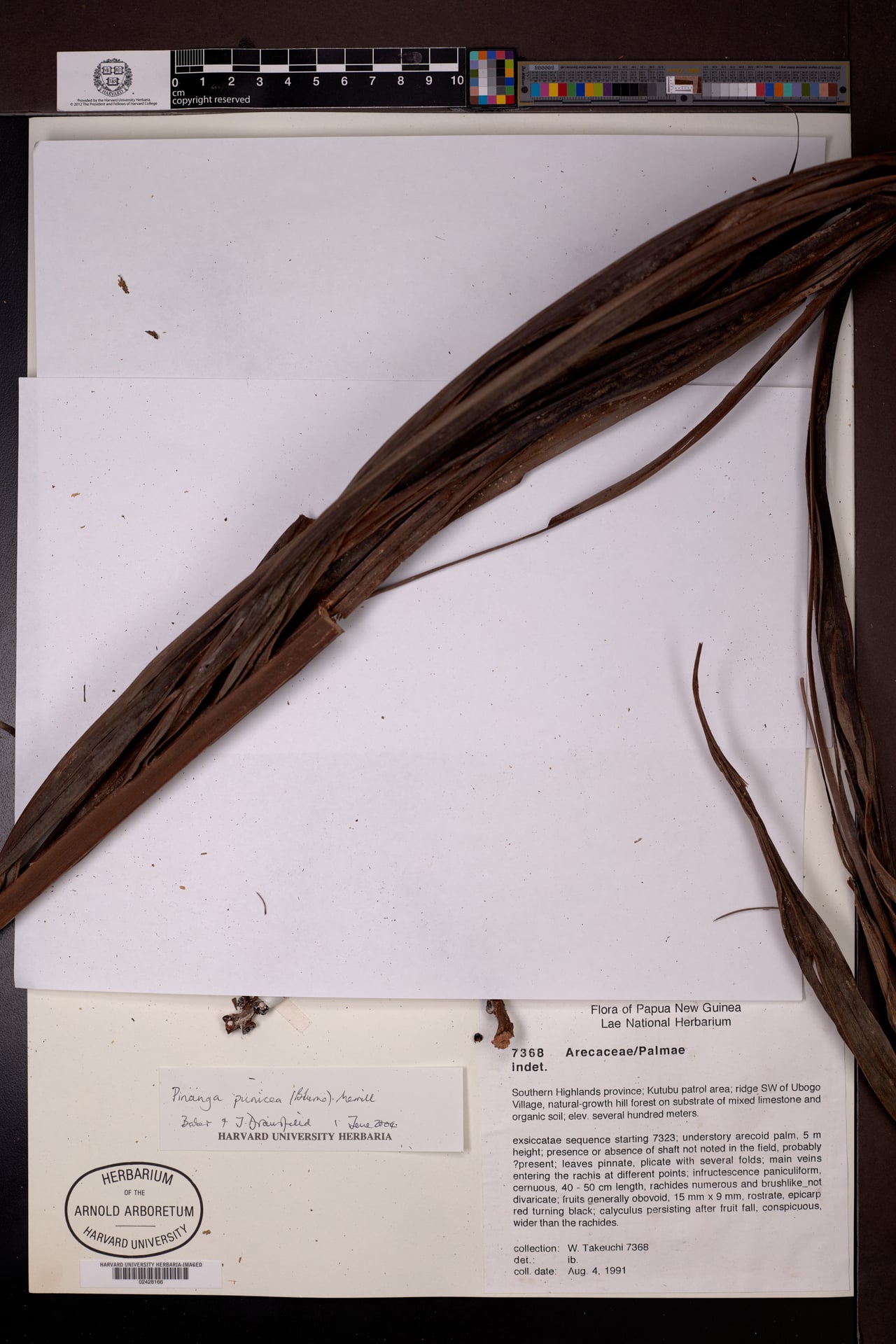 Pinanga punicea — photo