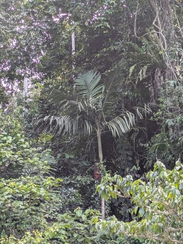 Pinanga rumphiana — photo