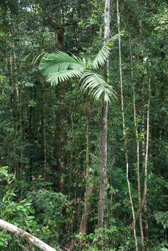 Pinanga rumphiana