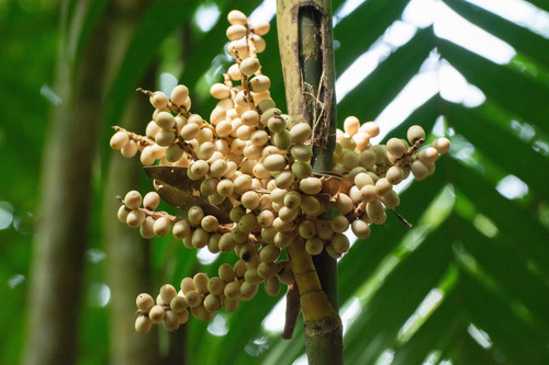 Pinanga scortechinii