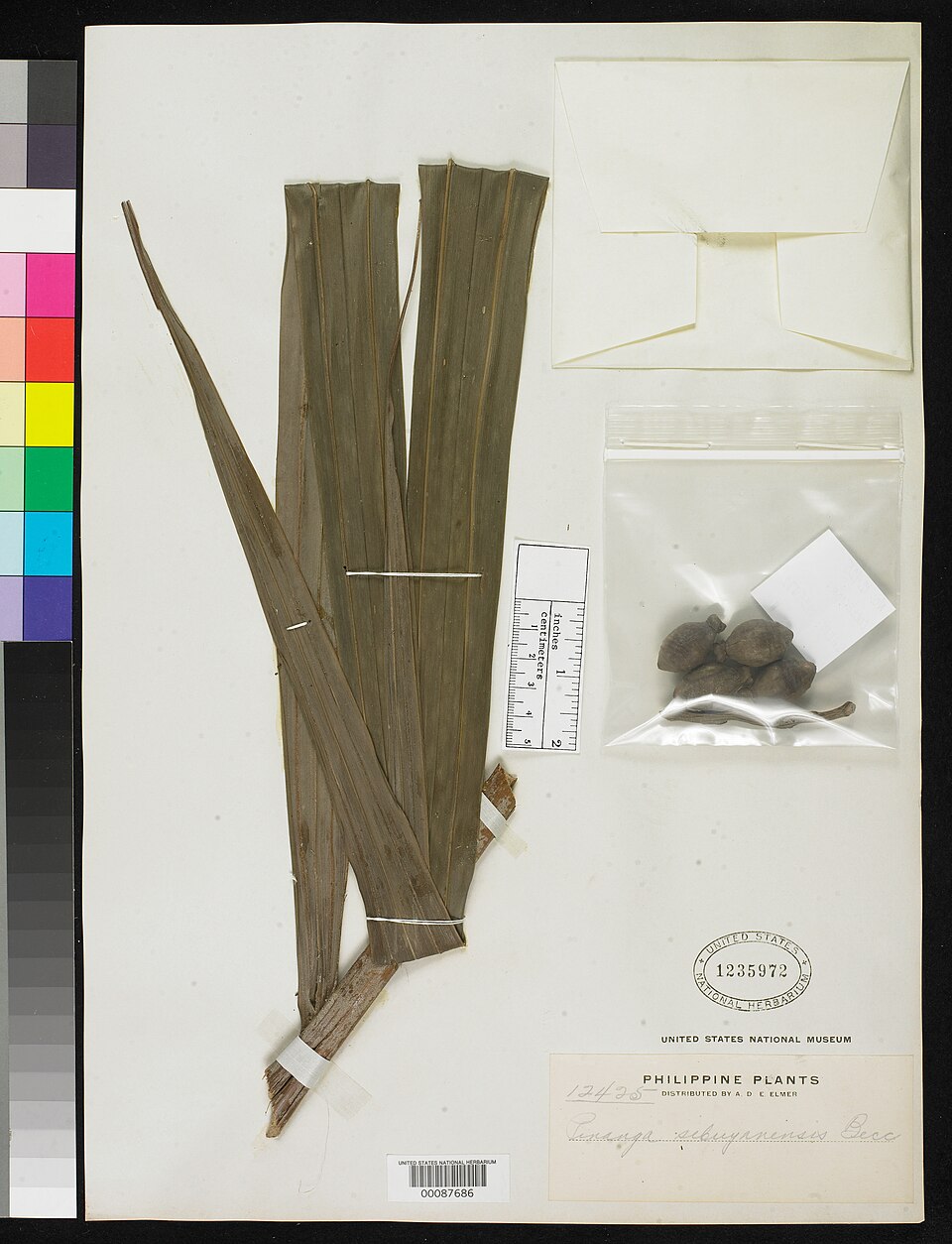 Pinanga sibuyanensis