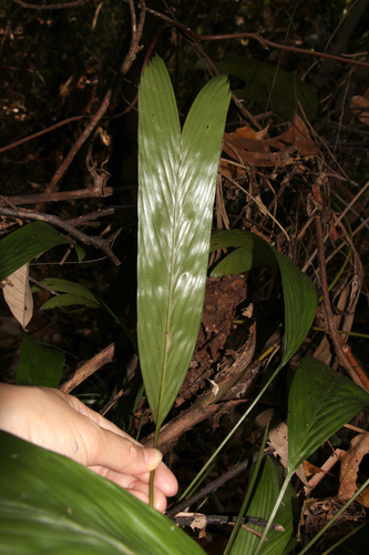 Pinanga simplicifrons