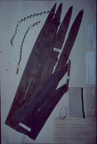 Pinanga speciosa (Banisan) — photo