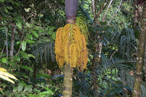 Pinanga speciosa (Banisan) — photo