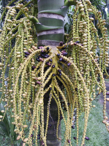 Pinanga speciosa
