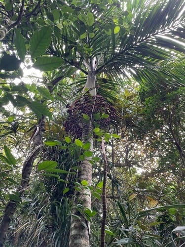 Pinanga tashiroi — photo