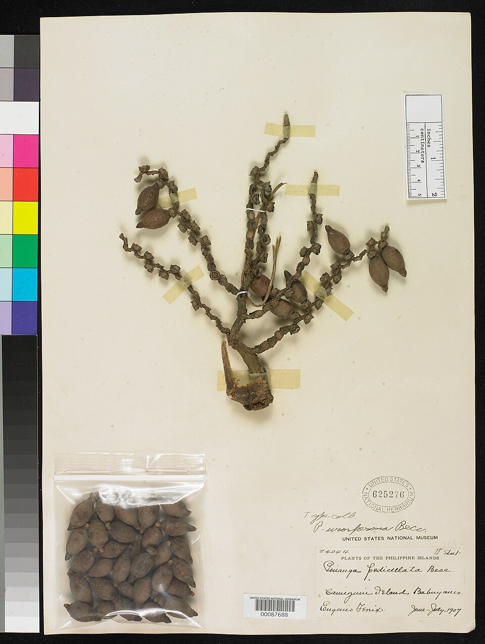 Pinanga urosperma