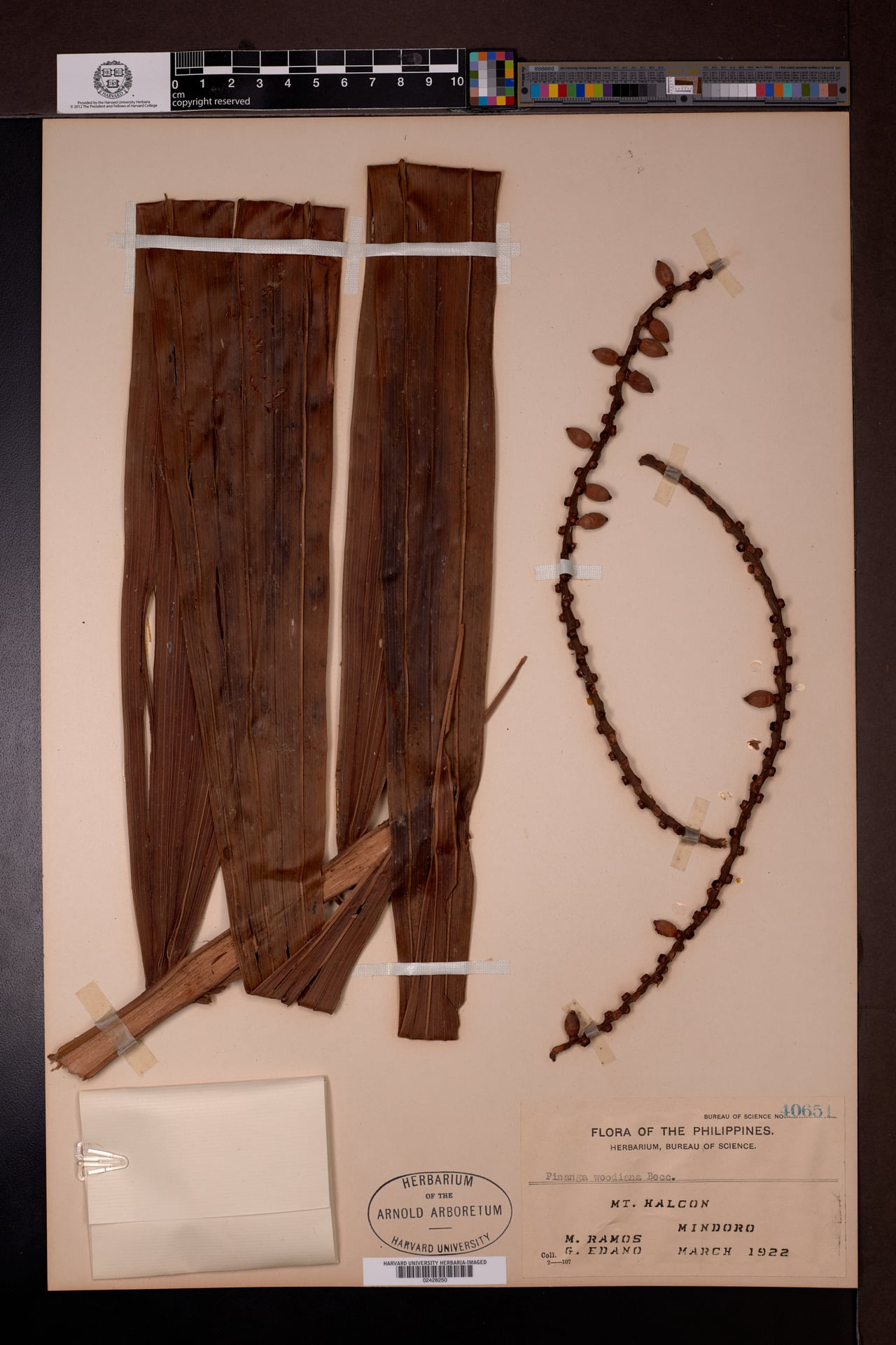 Pinanga woodiana (Irar) — photo