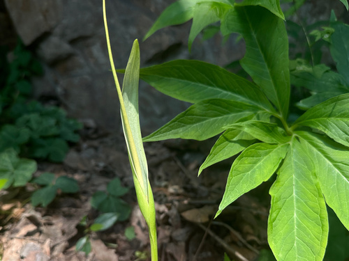 Pinellia pedatisecta