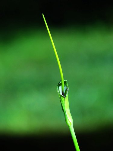 Pinellia ternata (Ban xia) — photo
