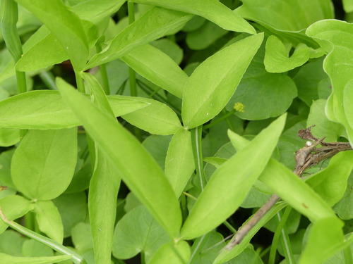 Pinellia ternata (Ban xia) — photo