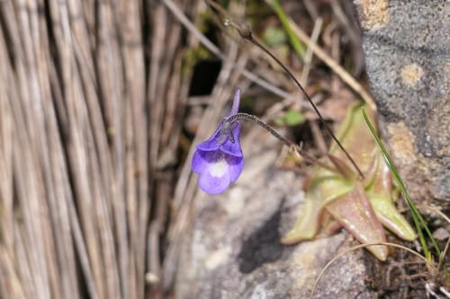 Pinguicula vulgaris (Butterwort) — photo