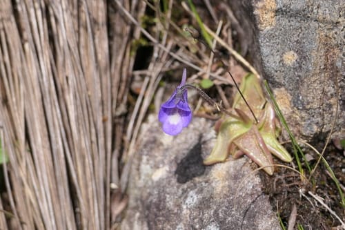 Pinguicula vulgaris (Butterwort) — photo