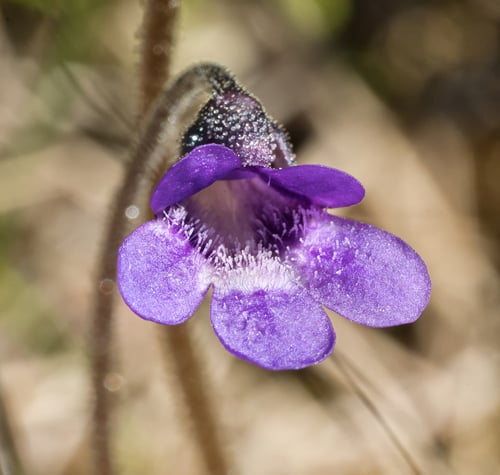 Pinguicula vulgaris