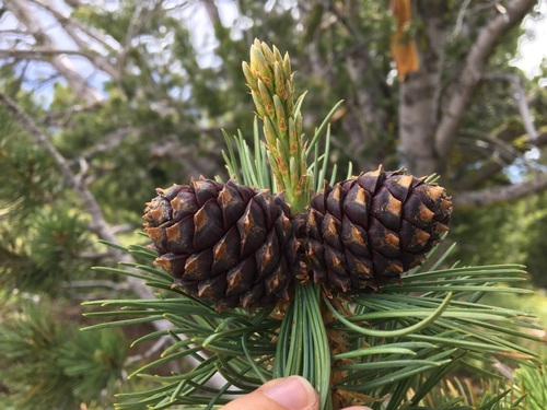 Pinus albicaulis (Whitebark Pine) — photo