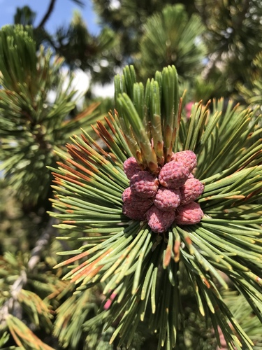 Pinus albicaulis (Whitebark Pine) — photo