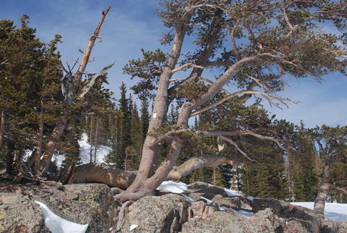 Pinus aristata (Bristle-cone pine) — photo