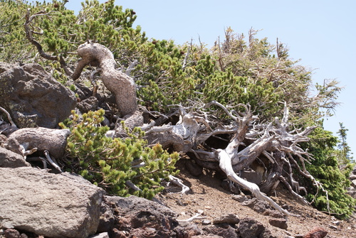 Pinus aristata (Bristle-cone pine) — photo