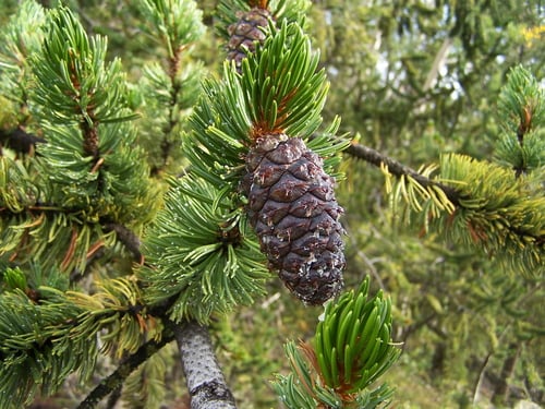 Pinus aristata