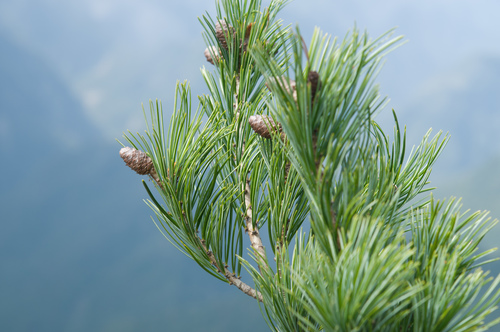Pinus armandii (Chinese white pine) — photo