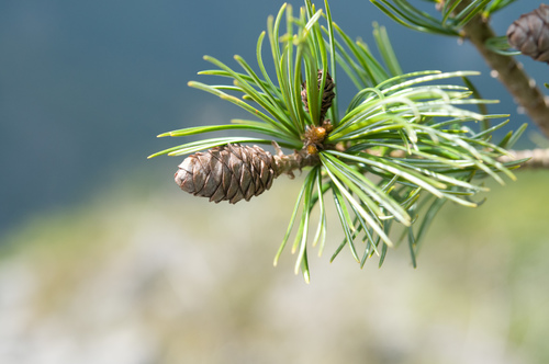 Pinus armandii