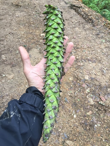Pinus ayacahuite (Mexican white pine) — photo
