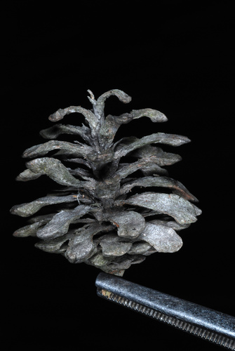 Pinus banksiana (Jack pine) — photo