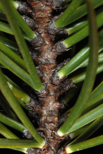 Pinus banksiana (Jack pine) — photo