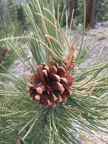 Pinus brachyptera (Rocky Mountain Yellow Pine) — photo