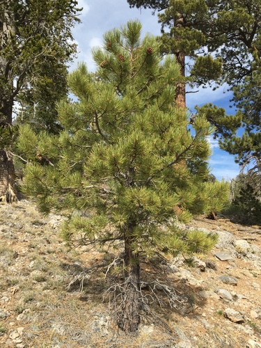 Pinus brachyptera (Rocky Mountain Yellow Pine) — photo