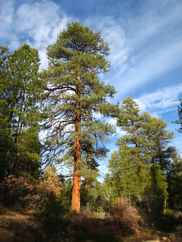 Pinus brachyptera
