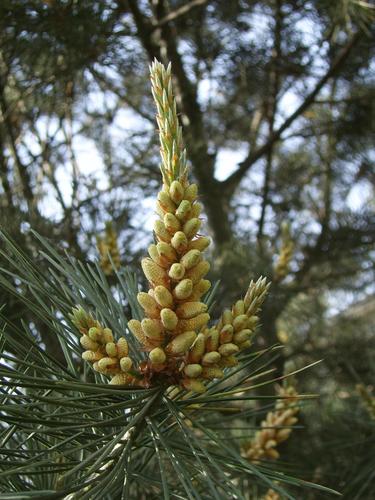 Pinus bungeana (Lace-bark pine) — photo