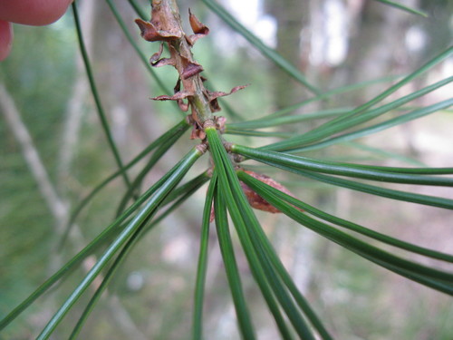 Pinus bungeana (Lace-bark pine) — photo