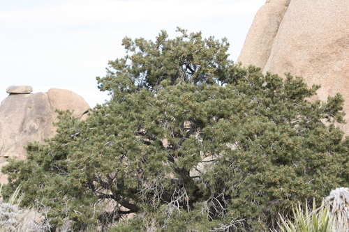 Pinus californiarum — photo