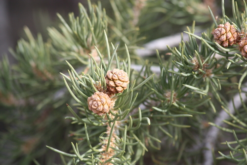 Pinus californiarum