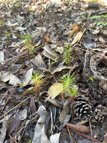 Pinus caribaea (Caribbean pitch pine) — photo