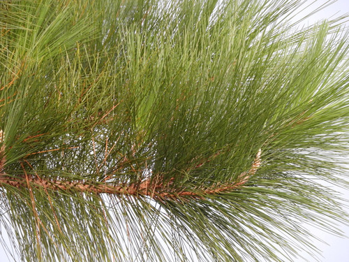 Pinus caribaea