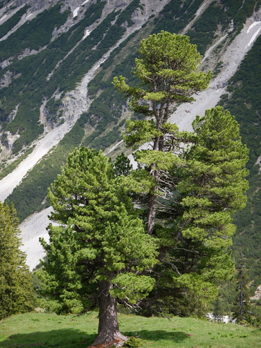 Pinus cembra