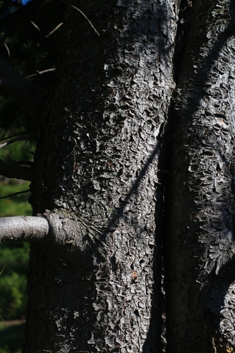 Pinus cembra (Arolla pinetree) — photo