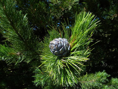Pinus cembra var. siberica