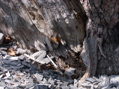 Pinus cembra var. siberica (Siberian pine) — photo