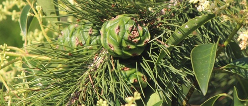 Pinus cembroides (Mexican pinyon) — photo