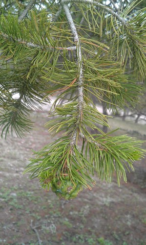 Pinus cembroides (Mexican pinyon) — photo