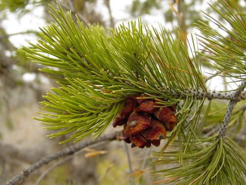 Pinus cembroides