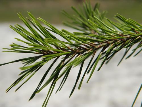 Pinus clausa (Sand pine) — photo