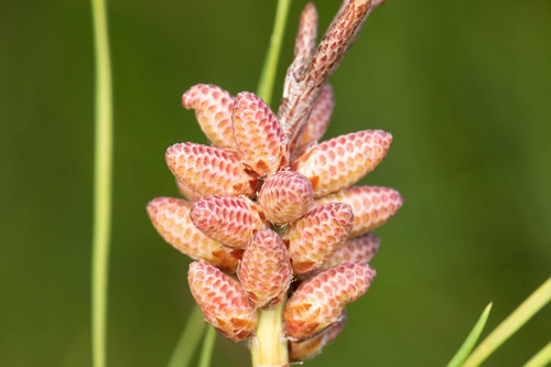 Pinus clausa
